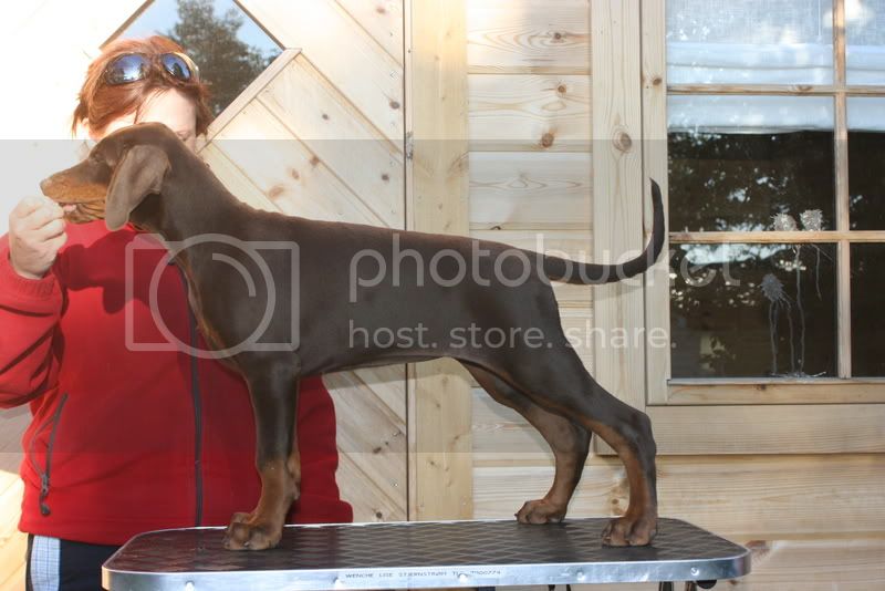 Alfa Aurora v. Nordic Sephir | Brown Doberman Pinscher