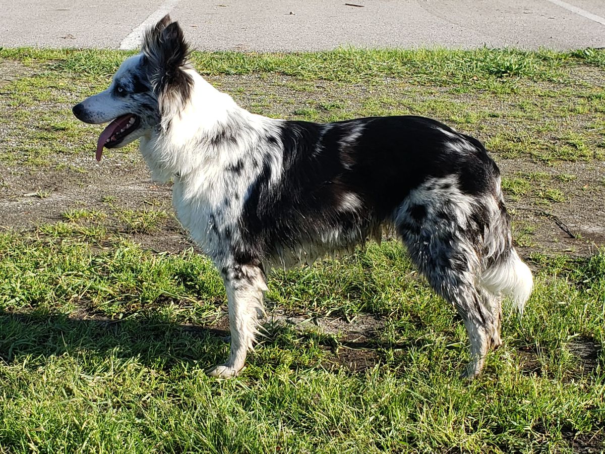 Lea Calavera | Border Collie 