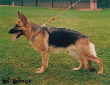 Xita vom Hellufer | German Shepherd Dog 