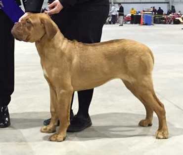 Atsamanies Made You Look | Dogue de Bordeaux 