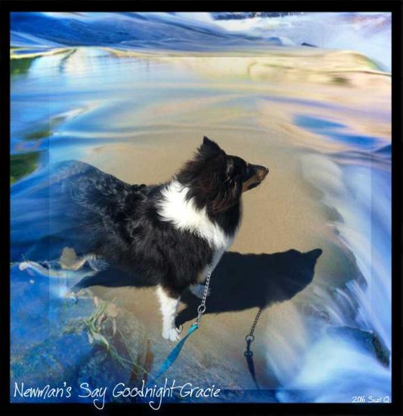Newman's Say Goodnight Gracie | Rough Collie 
