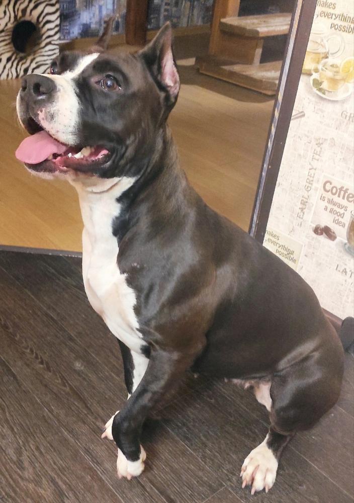 OLEKSIYA IZ KOROLEVSTVA STAFF | American Staffordshire Terrier 