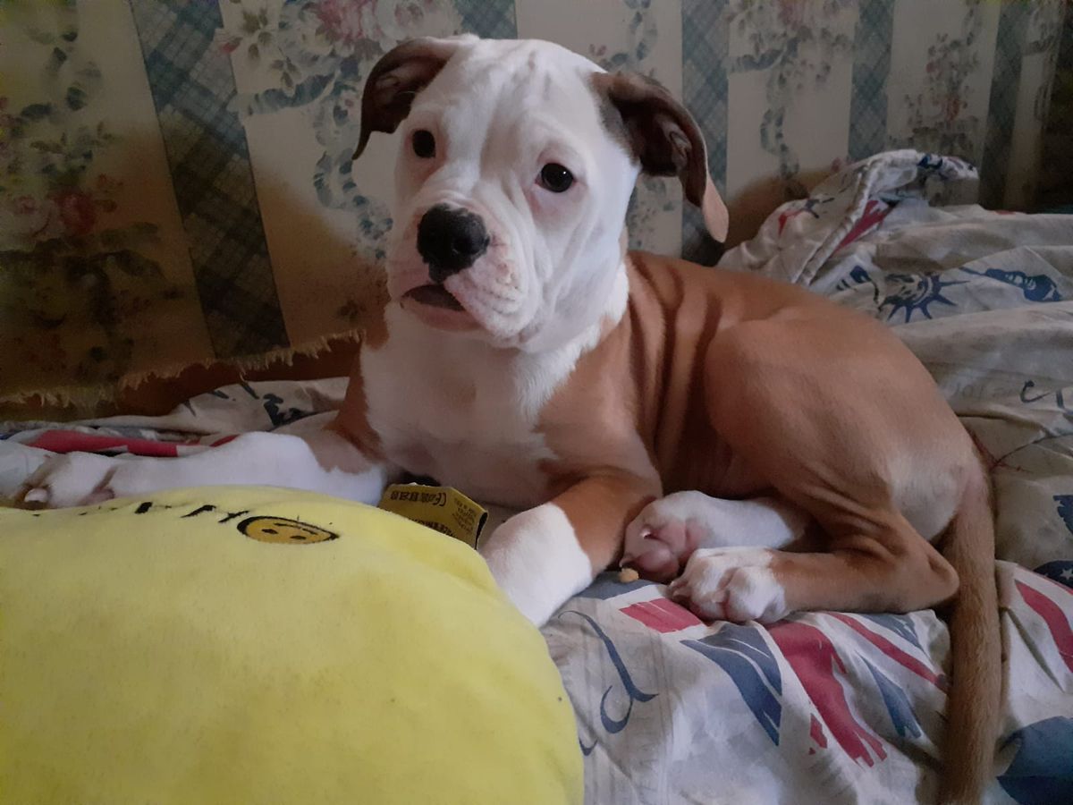 RadosnayaBulls Bullet aka Maya | American Bulldog 