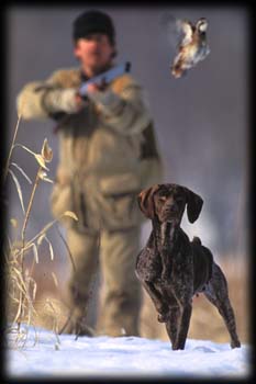 Hosch's Maximum Evolution | German Shorthaired Pointer 