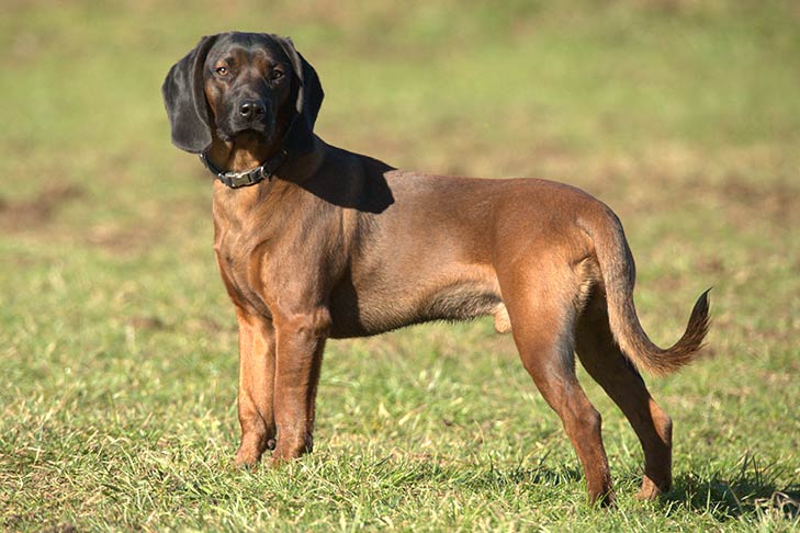 Bavarian Mountain Scent Hound
