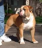 SBK's They Call Me Stud | Olde English Bulldogge 