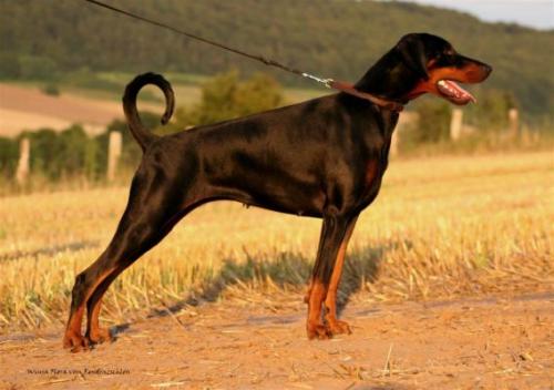 Winjaflora v. Residenzschloss | Black Doberman Pinscher