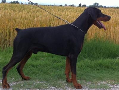 Principe Nero del Monte Aspro | Black Doberman Pinscher