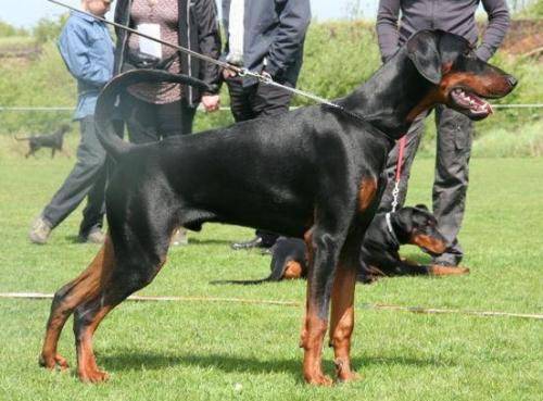 Genius v.d. Donauhoeve | Black Doberman Pinscher