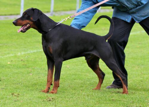 Iram Les Deux Peupliers | Black Doberman Pinscher