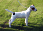 Miss Tilda vom Mutschenhof | Parson Russell Terrier 