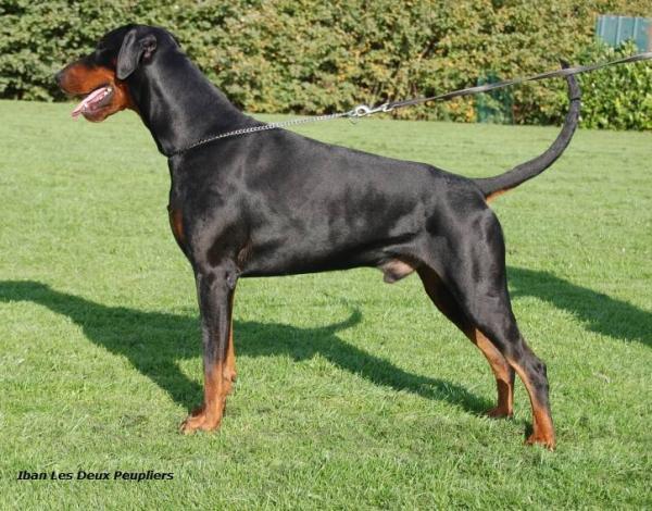 Iban Les Deux Peupliers | Black Doberman Pinscher