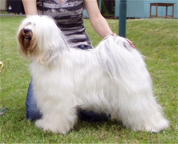 PAM-ZAMIRIN PASIFIC ROMANCE | Tibetan Terrier 