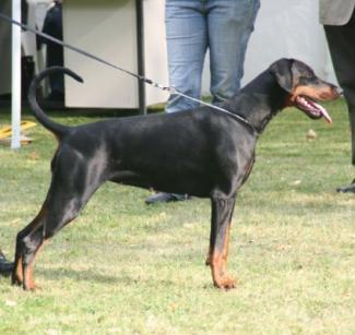 Indiana Les Deux Peupliers | Black Doberman Pinscher