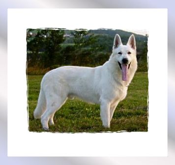 Ayk From The Smooth White FTSW | White Swiss Shepherd Dog 