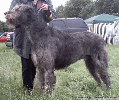 Dark Mystic's Louis | Irish Wolfhound 
