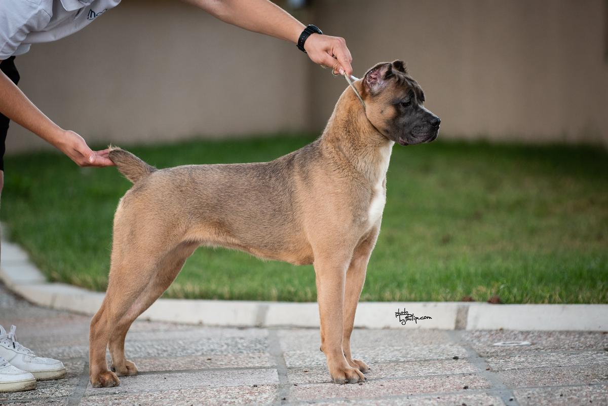 Irena Nubilium | Cane Corso 