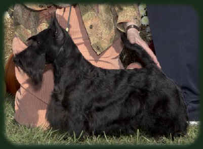 Anstamm Prime Minister | Scottish Terrier 