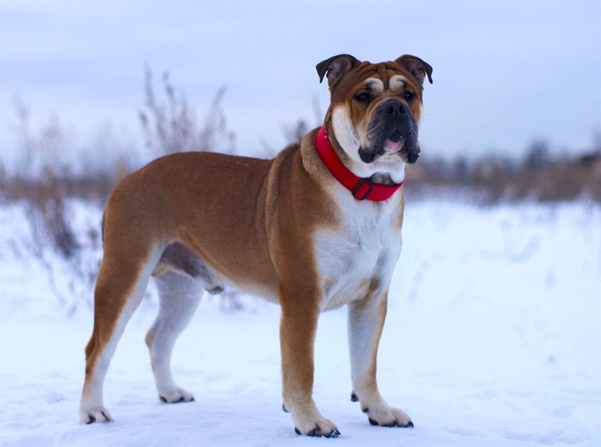 Ideal Dogs GIV Ramses Thesaurus | Ca de Bou 