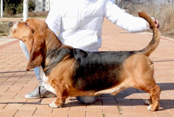 Daniel Olea Bull's | Basset Hound 