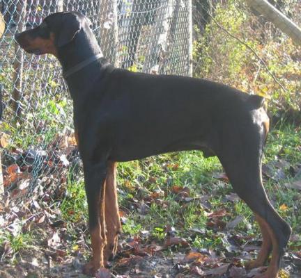 Endos Red del Rio Bianco | Black Doberman Pinscher