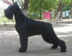 Savali Mulen Keugzh | Giant Schnauzer 