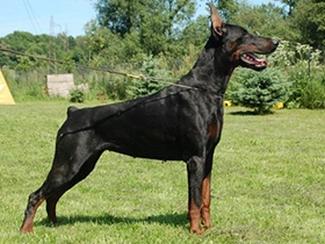 Lady Lexus De Bella Y Feliz Estrella | Black Doberman Pinscher