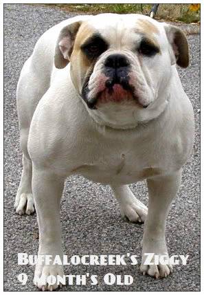 BuffaloCreek's Ziggy | Olde English Bulldogge 