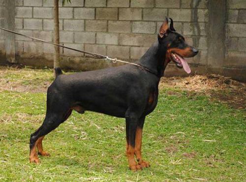 Sant Kreal Prometey | Black Doberman Pinscher