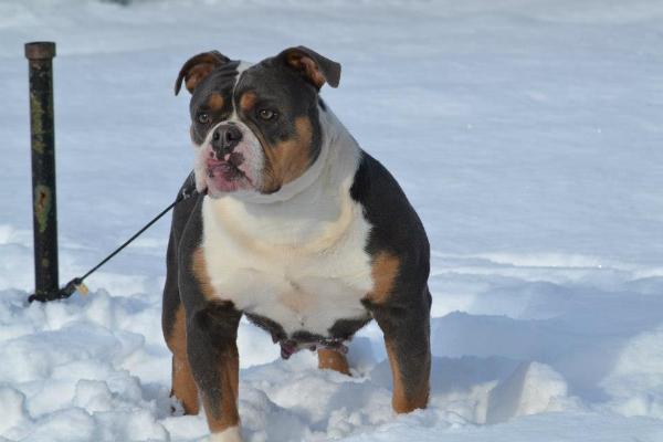 Shaka Bull's Tinkerbell | Olde English Bulldogge 