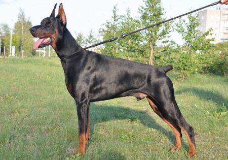 Sant Kreal Perfect | Black Doberman Pinscher