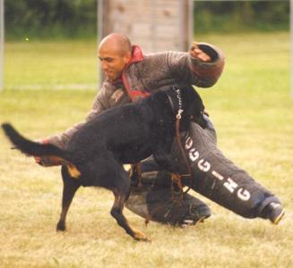 Indy des Coteaux du Petit Gris | Beauceron 