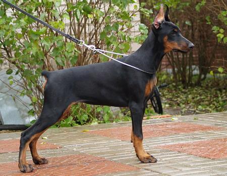 Sant Kreal Palatial Penelopa | Black Doberman Pinscher