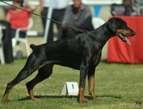 Sant Kreal Prima Paola | Black Doberman Pinscher