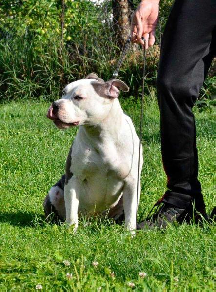 AFRODITA EIGHT MILES | American Staffordshire Terrier 