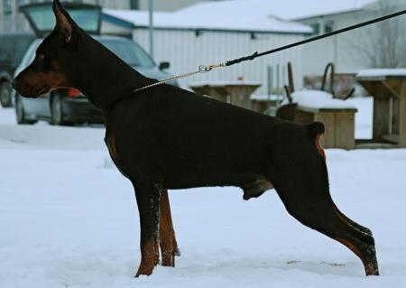 Sant Kreal Solomon | Black Doberman Pinscher