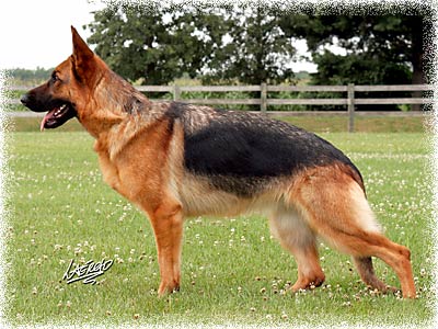 Zalyn vom Frankengold | German Shepherd Dog 