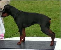 Zula pilawa | Miniature Pinscher 