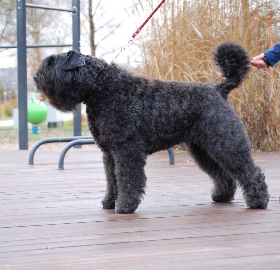 BAGIRA z Grodu Ksiazat Pomorskich | Bouvier des Flandres 