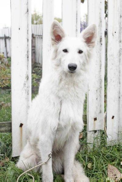 Alkhabor Almira My Eirain (Malena) | White Swiss Shepherd Dog 