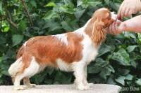 LILY IZ KITAISKOGO KVARTALA | Cavalier King Charles Spaniel 