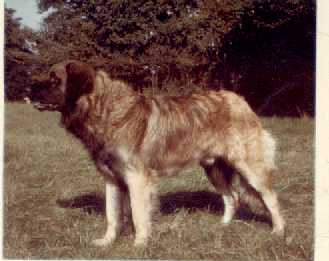 Inca du Chateau de Reveillon | Leonberger 