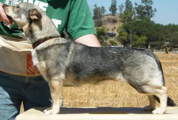 Countten Saang Annebo | Swedish Vallhund 