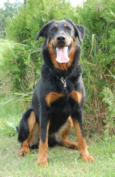 Autorité L´Épice de la Vie | Beauceron 