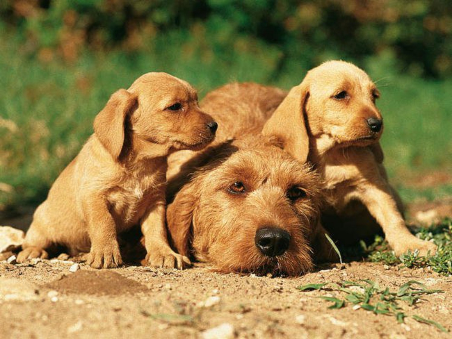 Basset Fauve de Bretagne