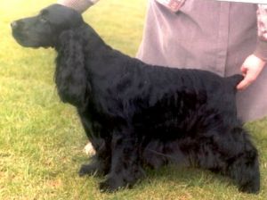 Canyonn Carbon Copy | English Cocker Spaniel 