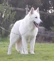 SWISS EDITION REALISER LES REVES | White Swiss Shepherd Dog 