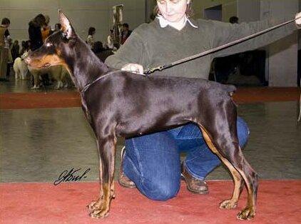 Smart Wood Hills Elisha | Brown Doberman Pinscher