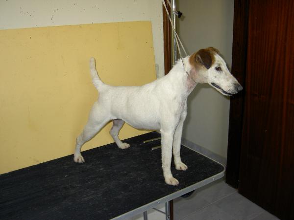 Tia Lili Von Haus Lusitania | Smooth Fox Terrier 