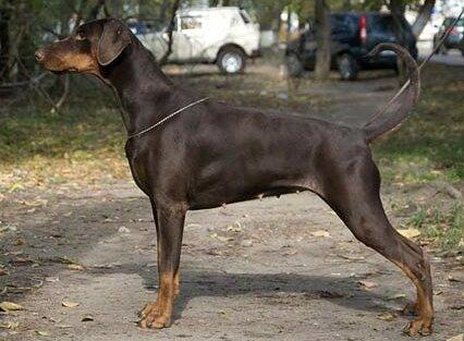 Smart Wood Hills Enigma | Brown Doberman Pinscher